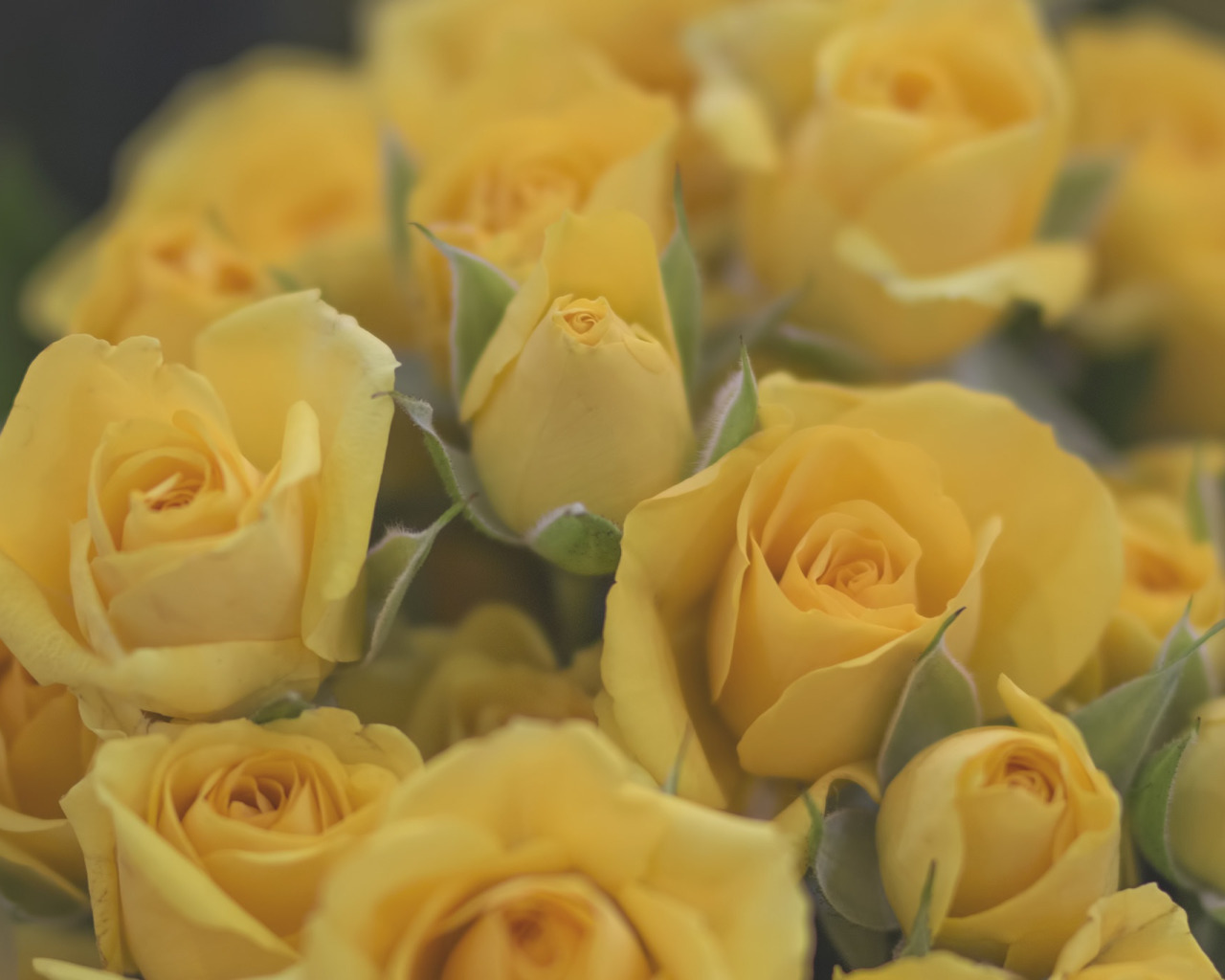 Розы фон. Желто розовый фон. Фоны желтые розы. Роза еллоу флюрети. Нежно желтые розы фото.