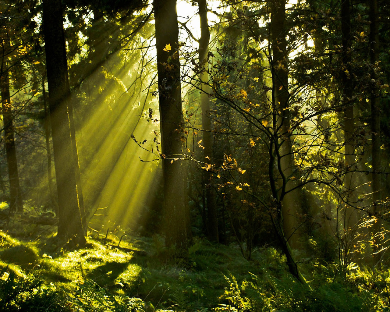 лучи солнца в лесу фото