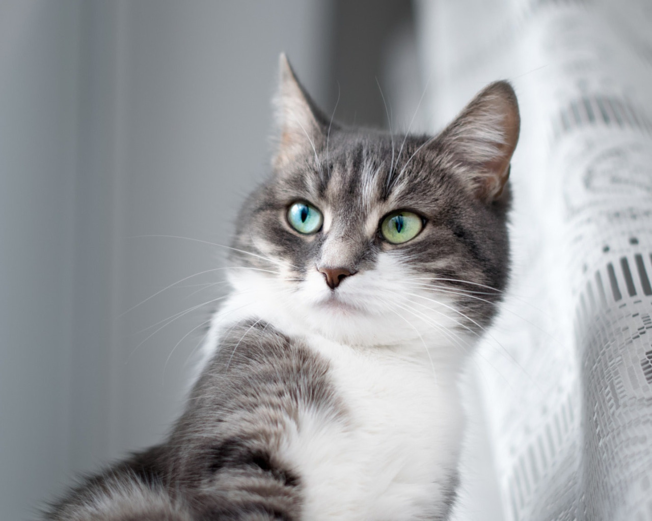 глаза, кот, взгляд, шторка