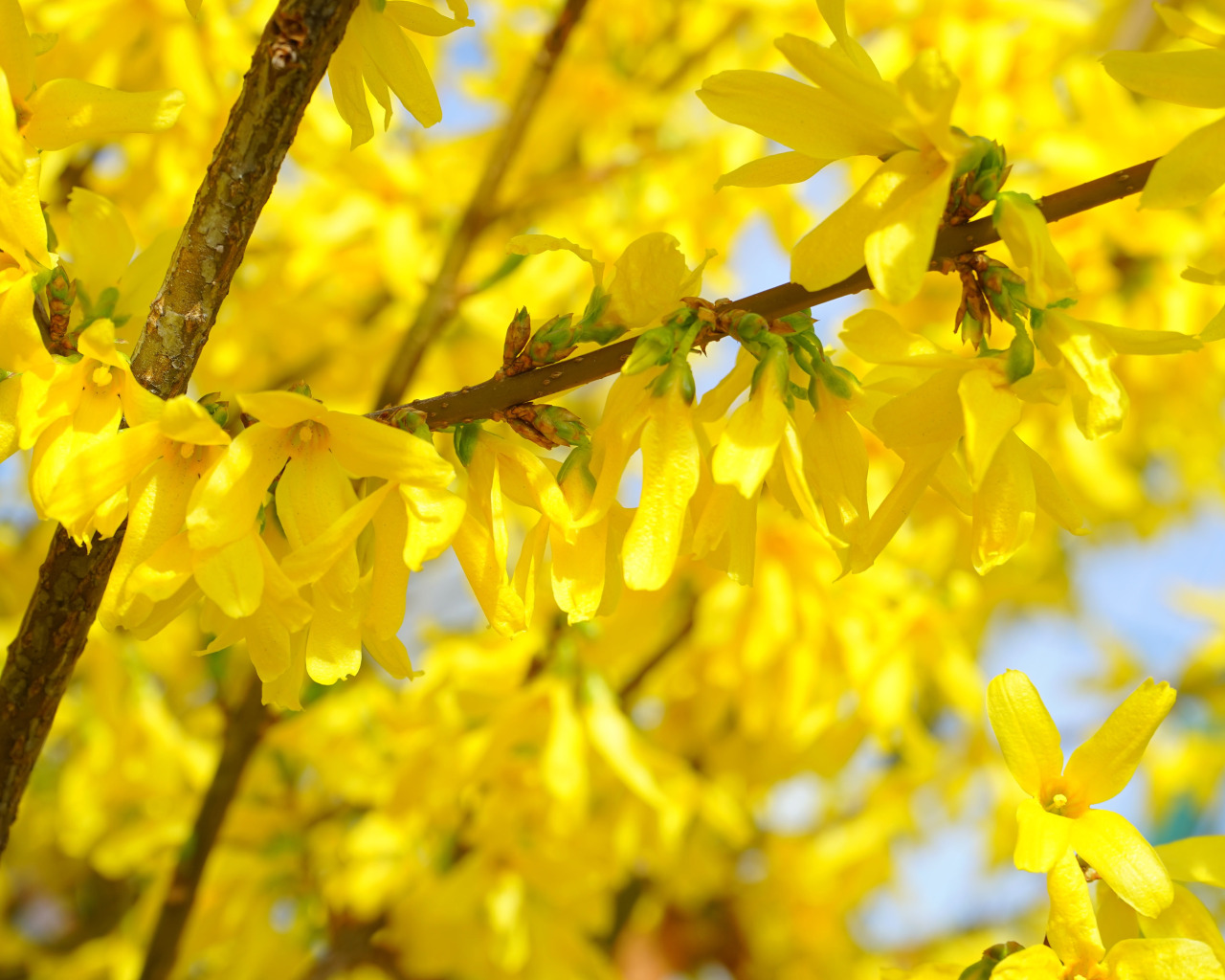 Кусты цветущие весной название желтыми. Форзиция (форсайтия). Форзиция Медоуларк. Форзиция пониклая "Forsythia suspensa".
