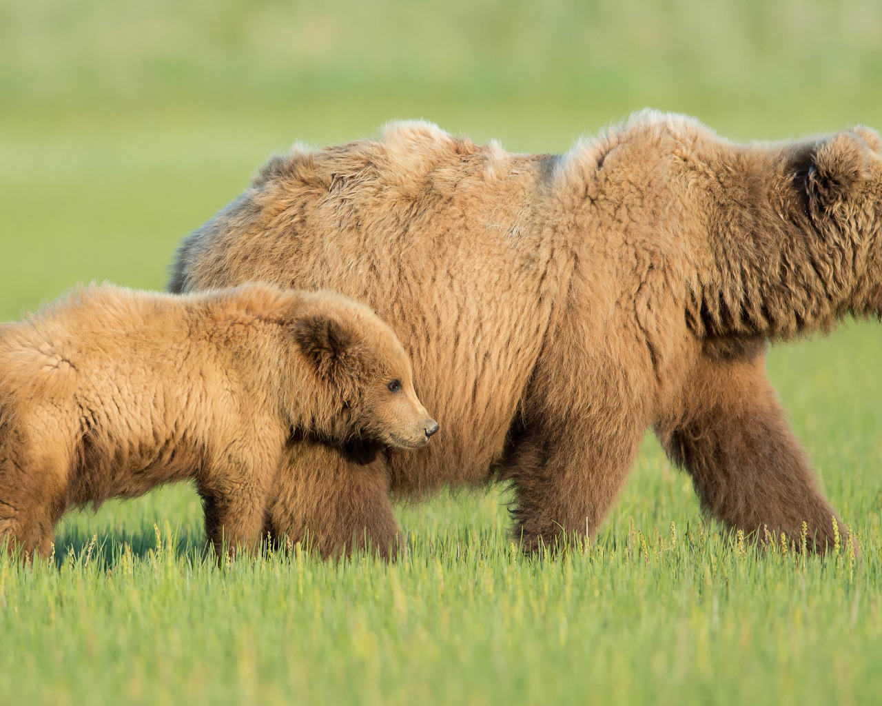 Countryside bears