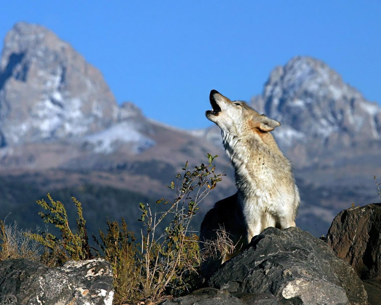 Волк южных скалистых гор. Прикаспийский волк. Кавказский заповедник волк.