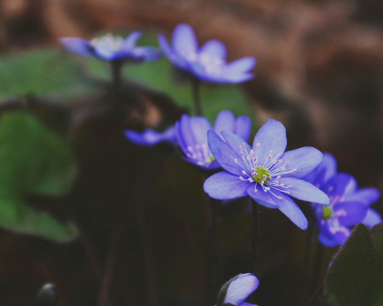 На поляне растут синие цветы. Весенний цветок синий с 4 лепестками. Голубые весенние цветы на Селигере. Голубая Весенняя поездка. Синие весенние цветы с темной жесткой зеленью.