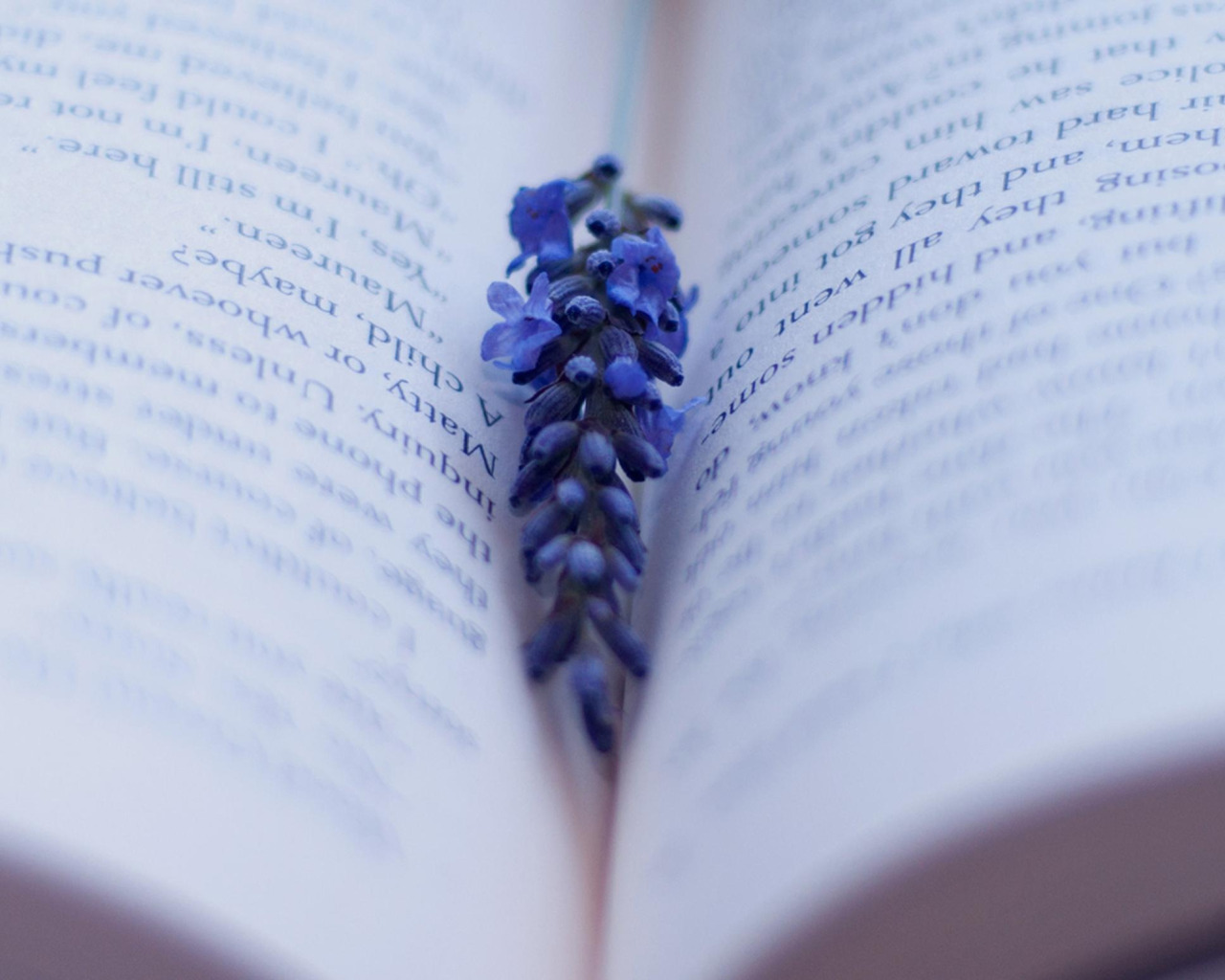 Стихи сток. Книга фиолетовая. Голубая книга. Книга синего цвета. Лаванда и книга.