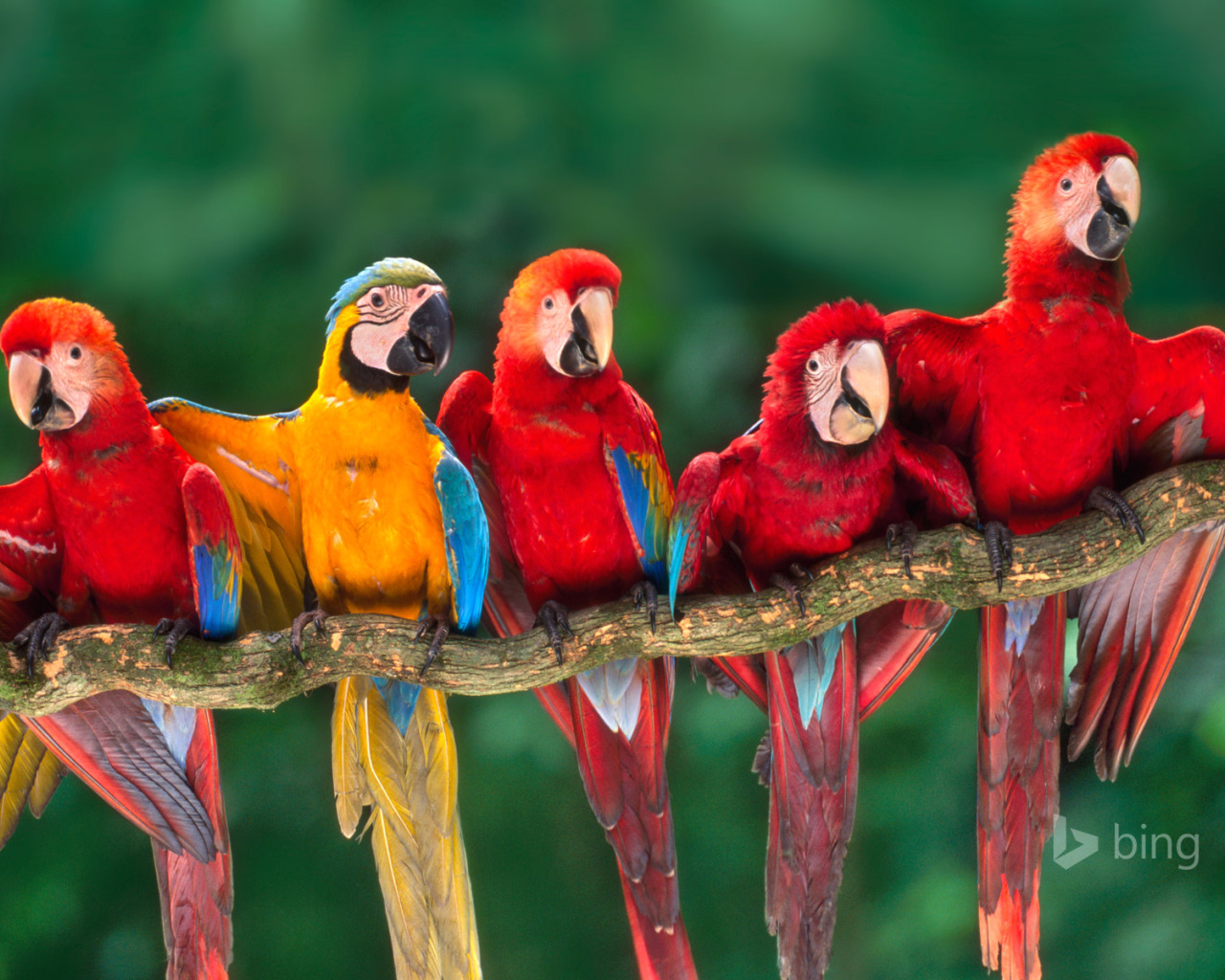 Пение других попугаю. Ара хвост. Хвост попугая. Красивые попугаи на красивых деревьях. Попугаи Пхукета.