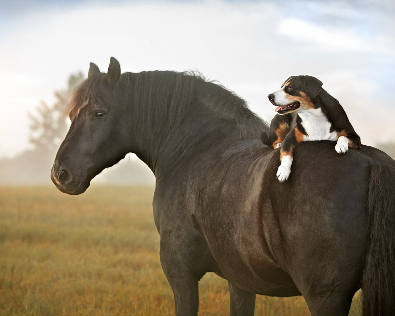 Лошадь. Лошадь и собака. Собака конь. Лошадки фото.