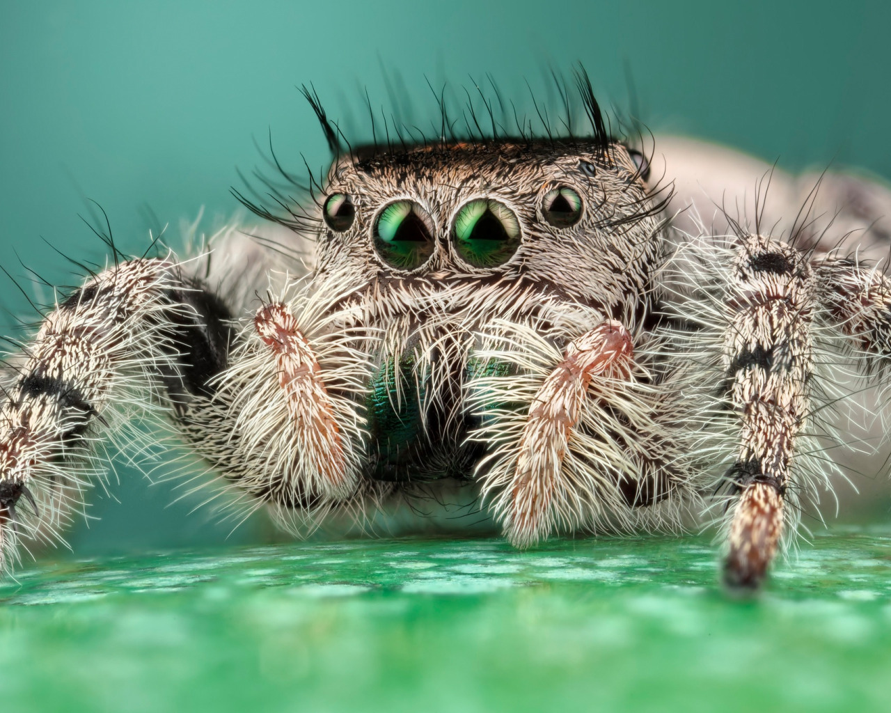 Мохнатенькие лапки. Крымский паук скакун. Паук скакунчик глаза. Паук скакун полосатый. Багира Киплинга паук.