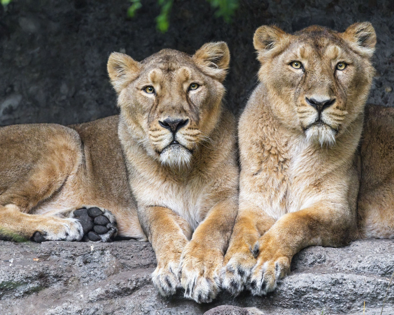 animal, Lions, big cats, lionesses