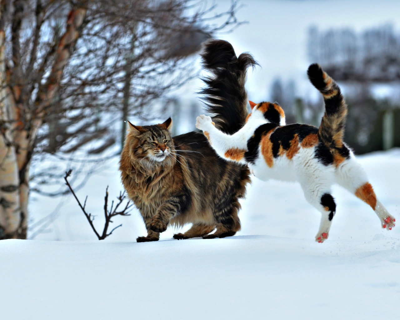 Кошки зимой. Кошка в снегу. Мартовская кошка. Котята играются в снегу.