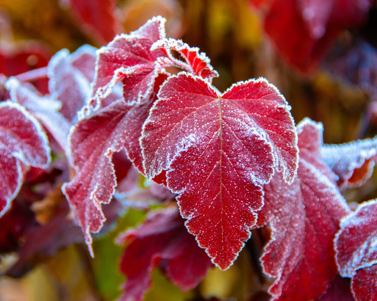 осенние листья в инее. зимние ягоды. цветы зимой. зимние цветы. падуб это рябина.