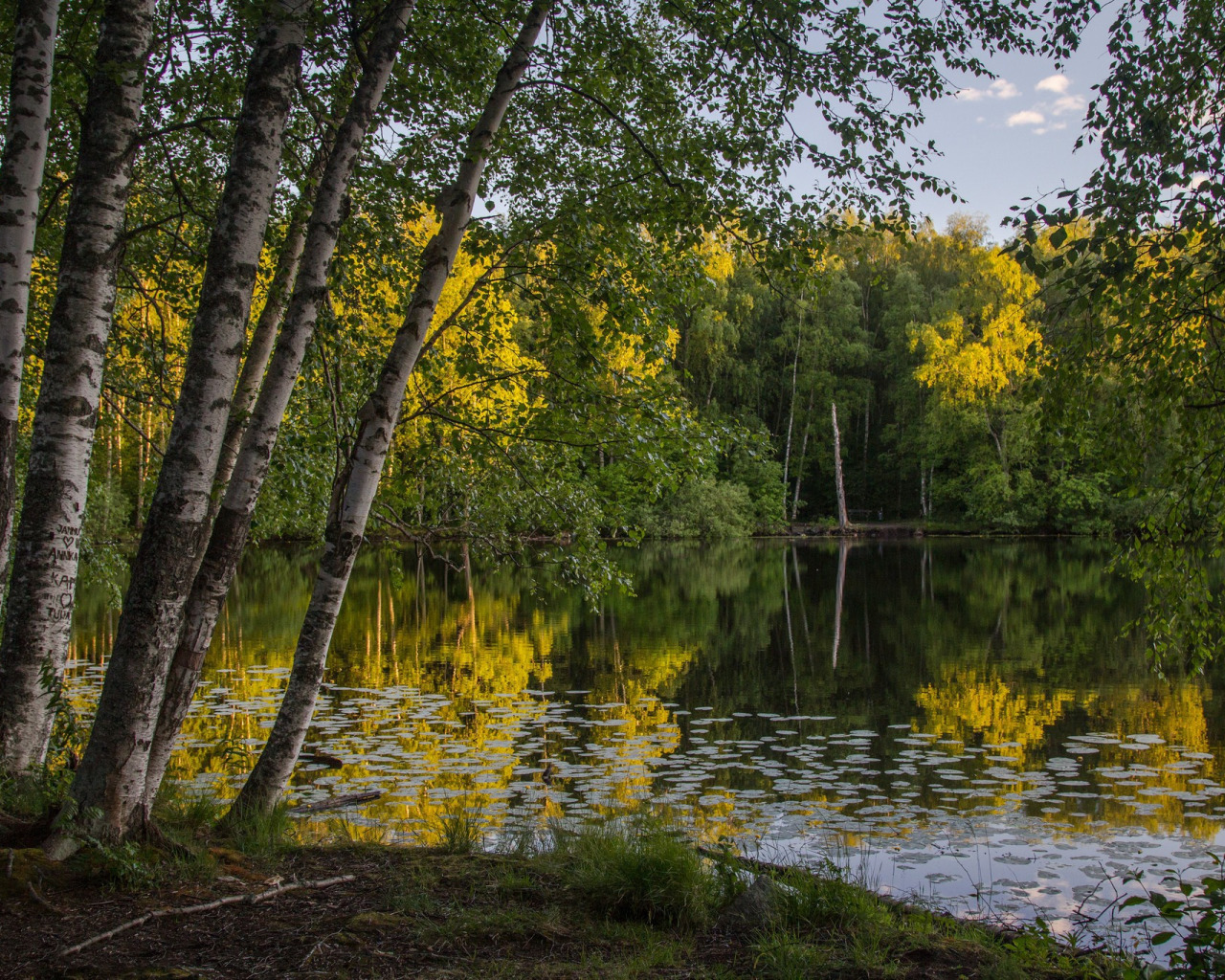 Природа любительская съемка. Березы у реки. Березы у воды. Березки на берегу реки. Лето речка.