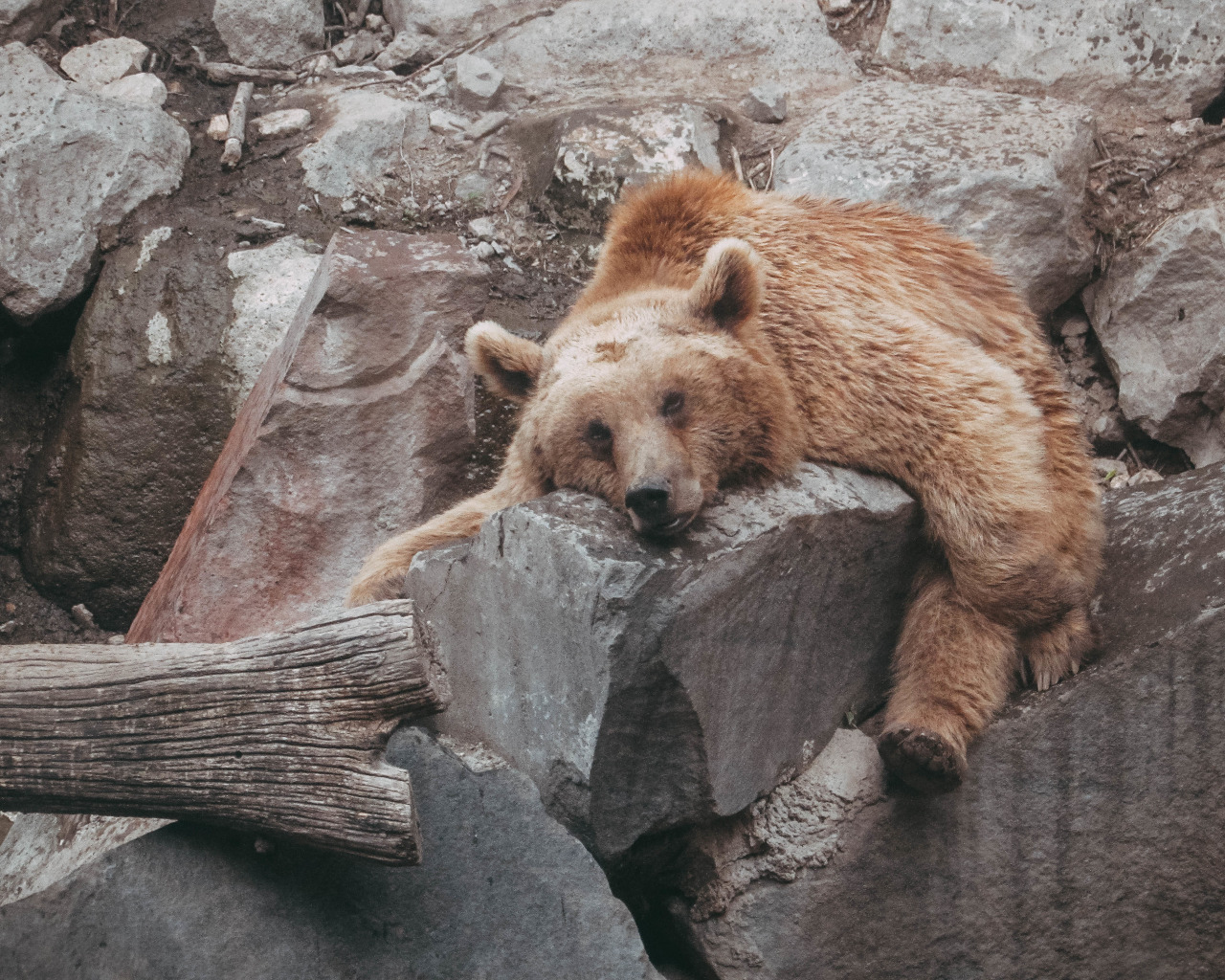 Lazy bear. Медведь. Бурый медведь. Медведь Гризли. Медведь обои.