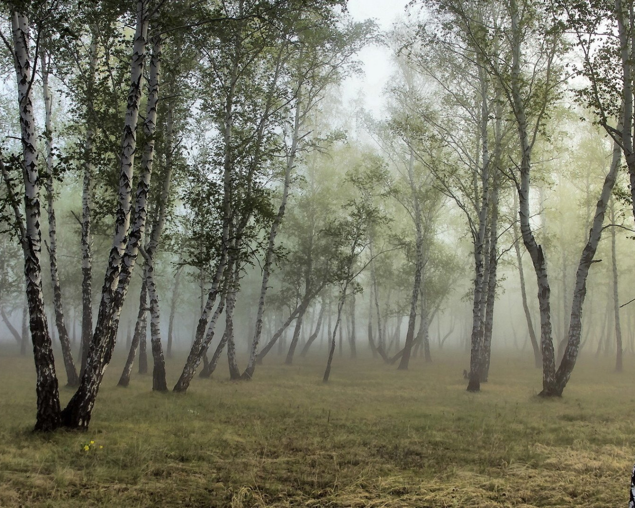 Березовая роща в тумане. Березы в тумане. ,Туманный березовый лес.