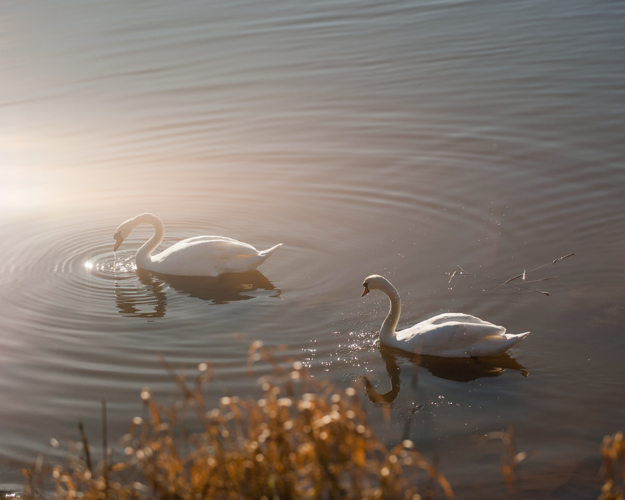 Лебеди на озере. Природа озеро лебеди. Пейзаж с лебедями. Лебеди в тумане.