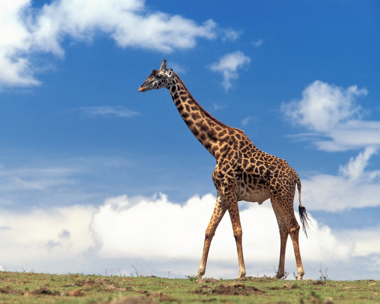 Какую длину имеют животные. Нубийский Жираф. Родезийский Жираф. Короткошеий Жираф. Giraffa Giraffa животные.