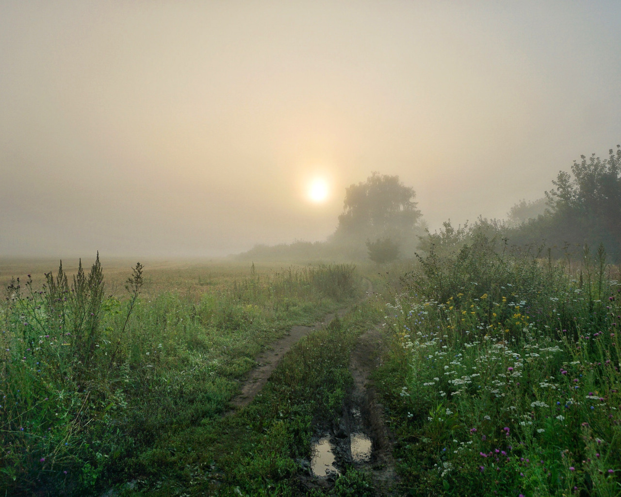 Раннее утро 4 буквы. Утренний туман. Поле в тумане. Утренний туман луг. Утреннее поле в тумане.