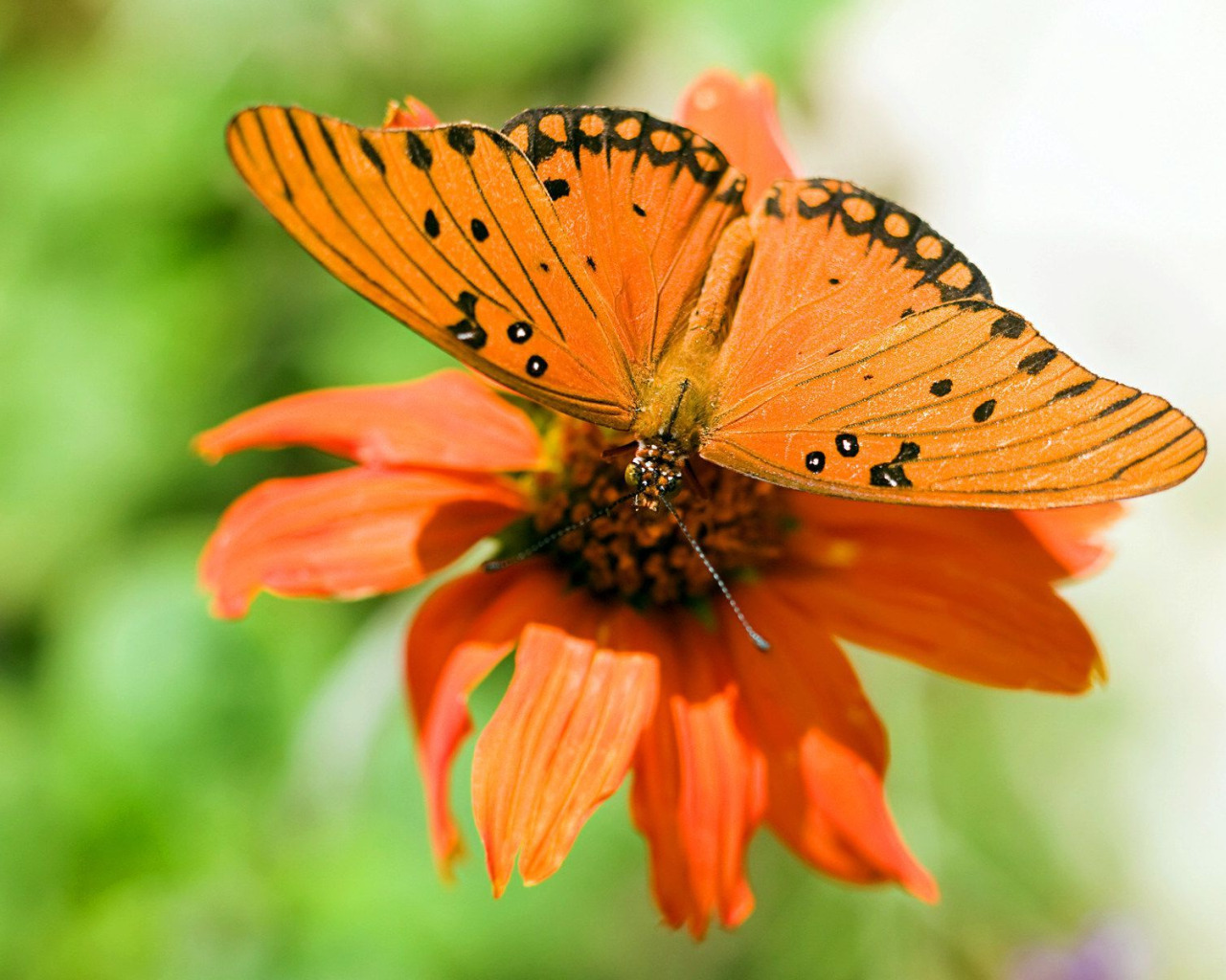 Лепесток крыло бабочки. Оранжевая природа. Бабочки в цветах. Оранжевая бабочка.