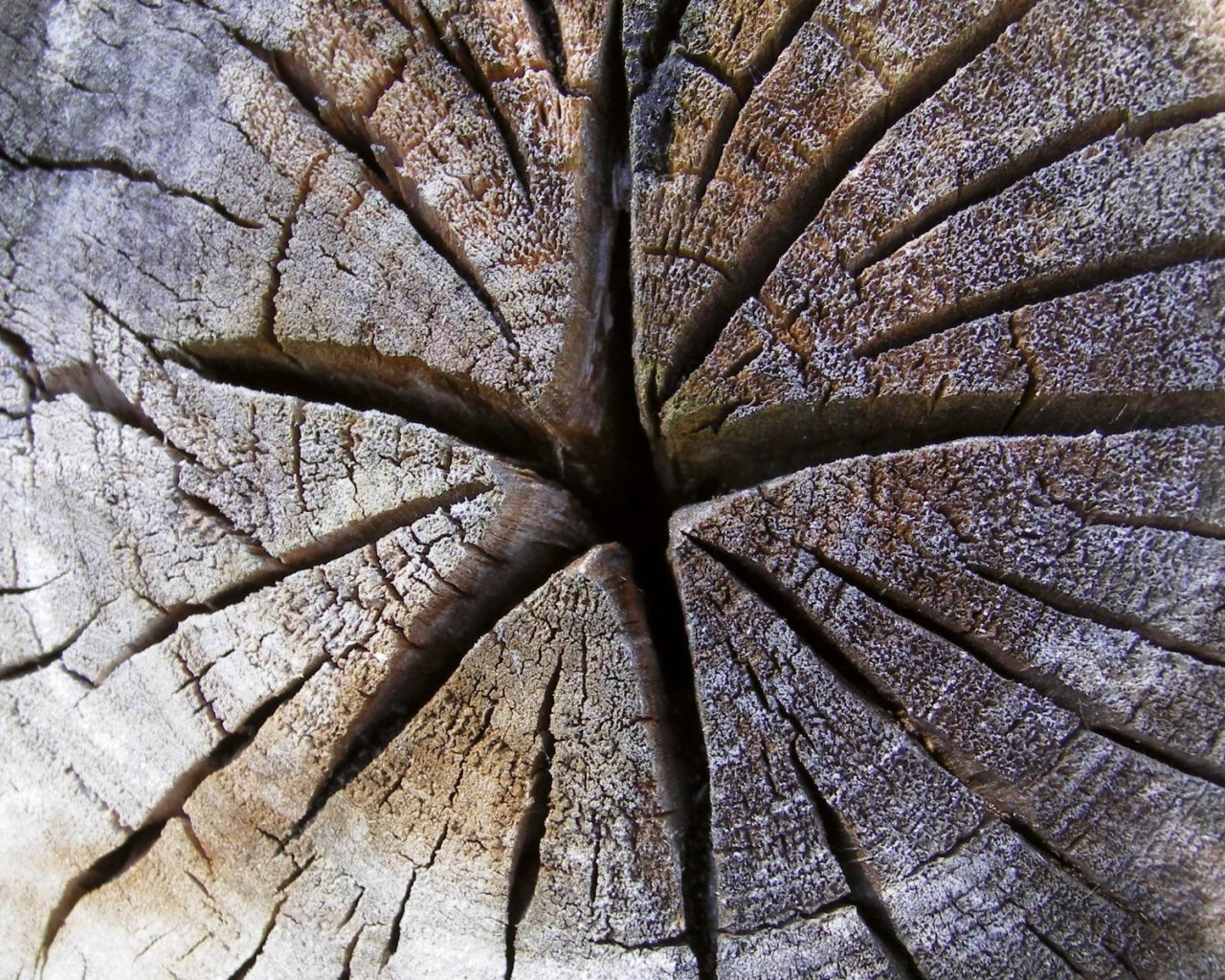 Спил окаменевшего ствола. Трещина в дереве. Трещины древесины. Потрескавшаяся древесина. Щель в дереве.