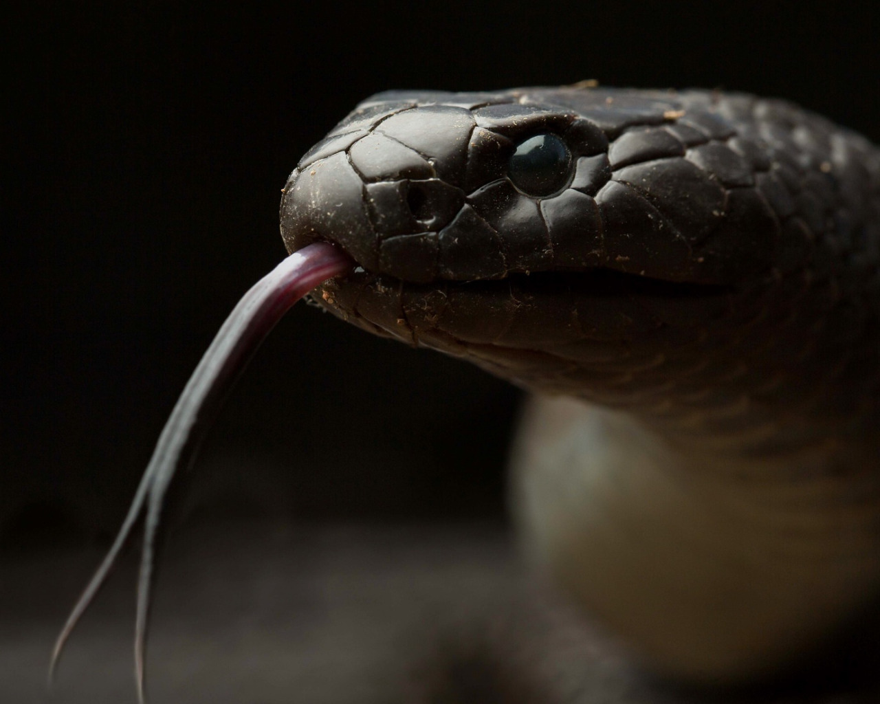 Почему змея высовывает. Язык змеи. Змея с языком. Змея с раздвоенным языком.