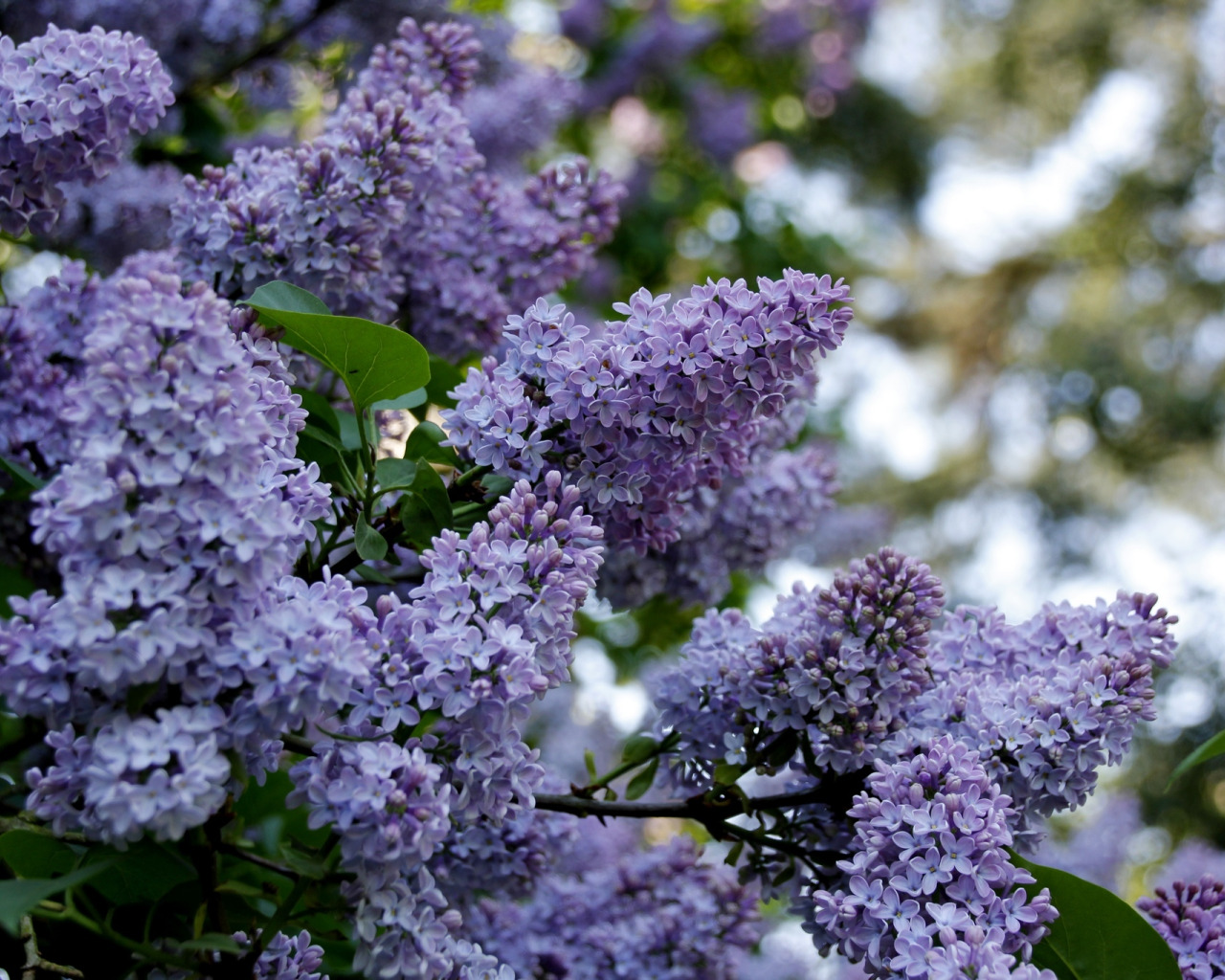 Скачать обои весна, spring, <b>цветущая</b> <b>сирень</b>, blossoming lilac, раздел <b>цветы</b> в разреше...