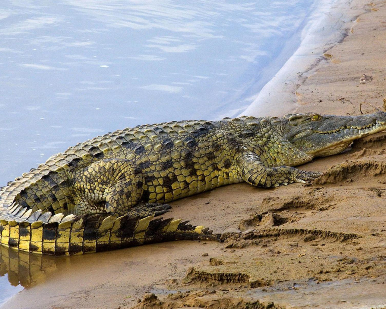 Нильский крокодил относится к пресмыкающимся. Крокодил.
