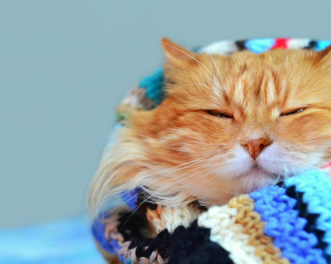 Кошка в шарфике