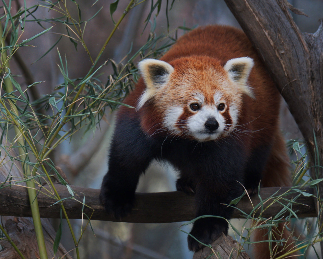 The red panda 8 grade