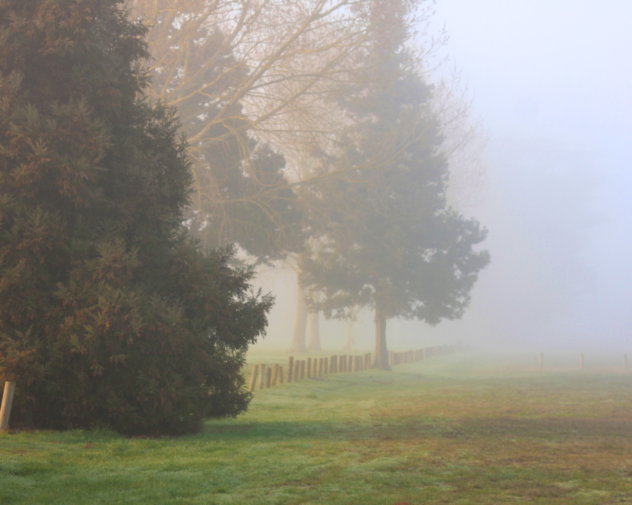 Спят в тумане поля. Осень поле туман. Поле в тумане закрытое деревьями. Осенний туман на улицах. Туманные поля под Москвой.