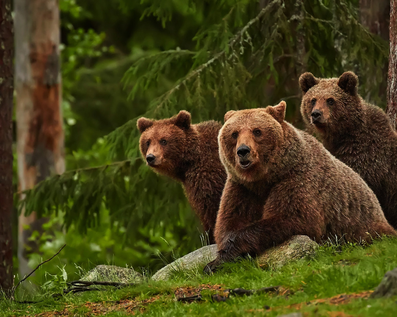 Bears 2 shop. Медведь в лесу. Два медведя. Три медведя. Медведь Медведица Медвежонок.