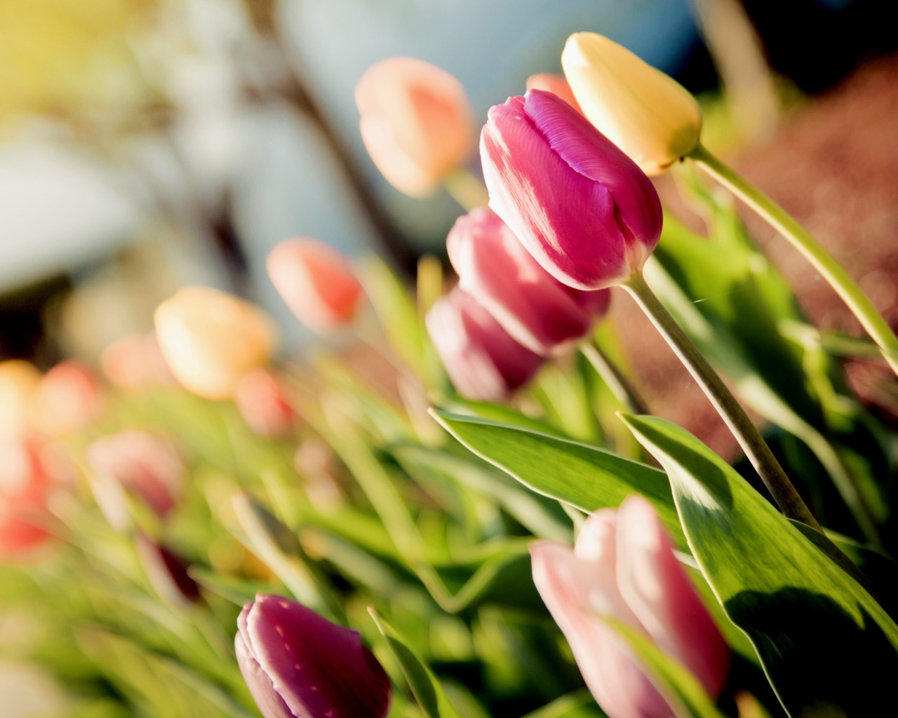 Тюльпаны слоган. Тюльпан Саманта. Тюльпан Изуми. Весенние цветы тюльпаны. Тюльпаны на заставку.