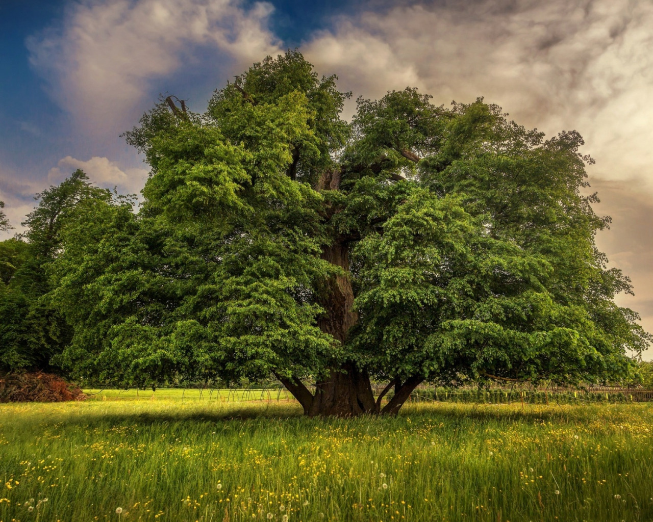 Nature oak. Природа деревья. Поляна с деревьями. Дерево на Поляне. Полянка с деревом.