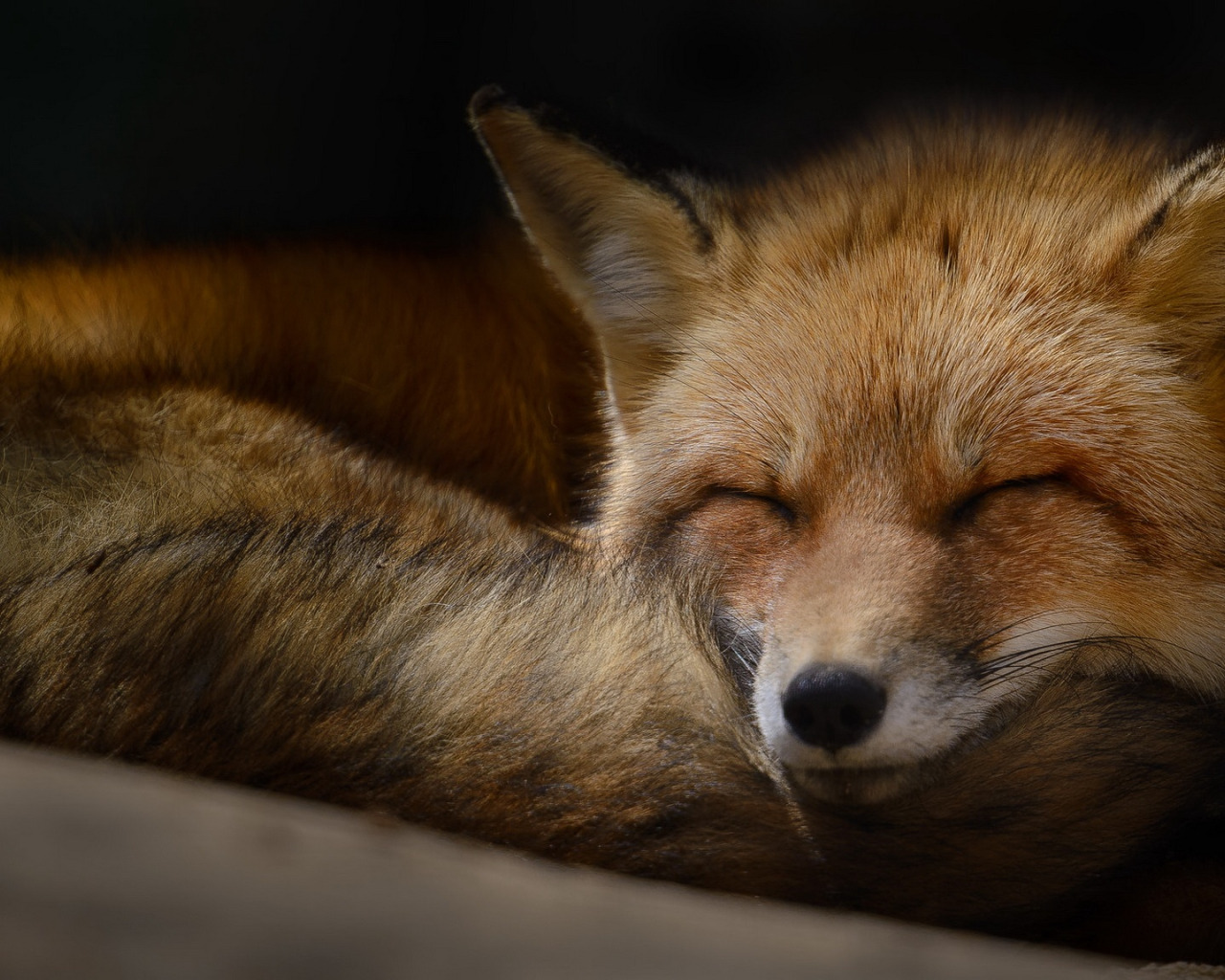 Лиса на аву. Фото морды на темном фоне лиса. Рыжая лиса во сне