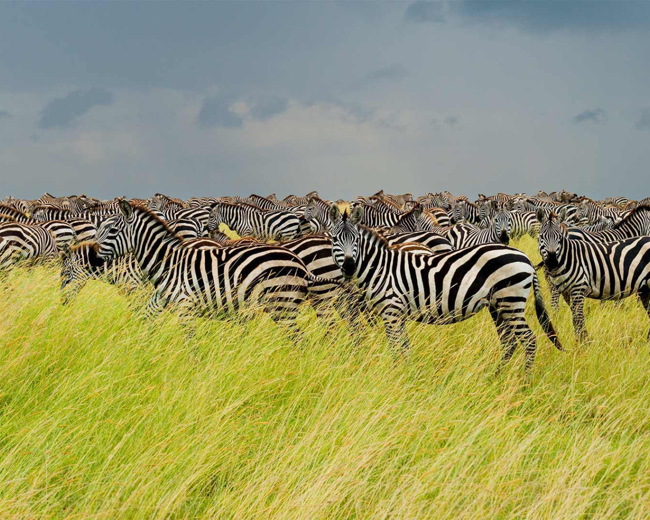 Vavada tragamonedas de Serengeti Kings