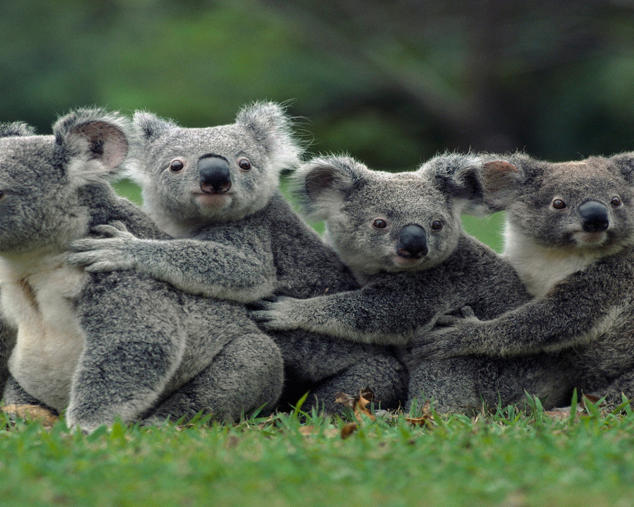 Коала дома. Коала сумчатое. Животный мир Австралии коала. Кенгуру, коалу и вомбат. Животный мир Австралии сумчатый медведь коала.