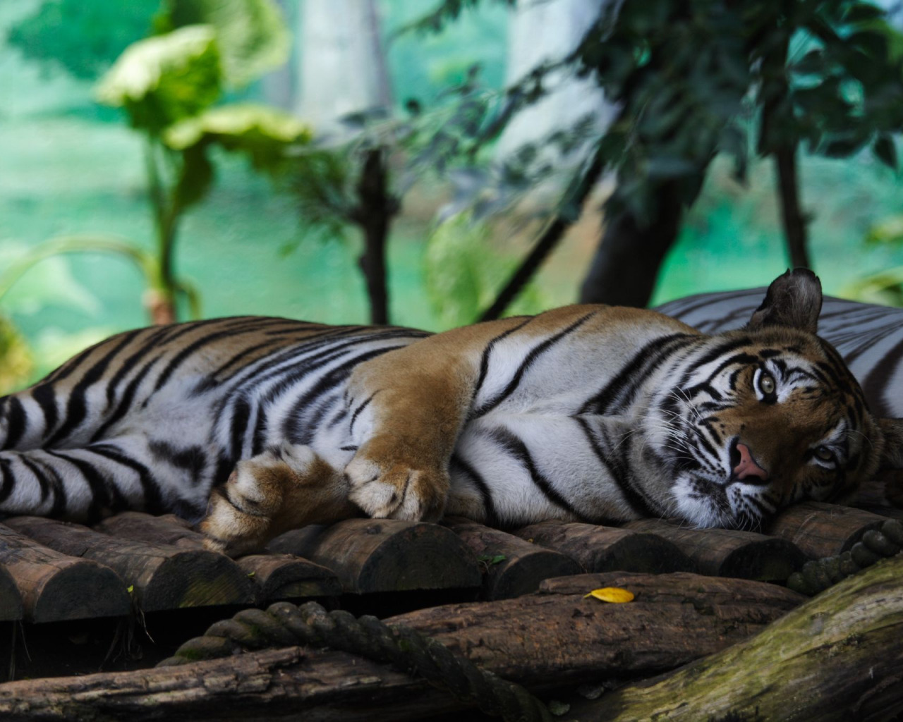 Тигр на ветке ребенок. Тигр, лежит, взгляд. Тигр отдыхает. Тигр на ветке. Тигр на отдыхе.