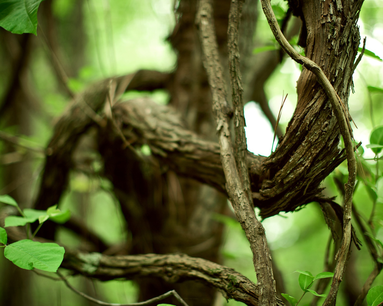 Кривой сук. Tree Branch Tangled. Что делать если не знаешь что за растение дерево ветка.