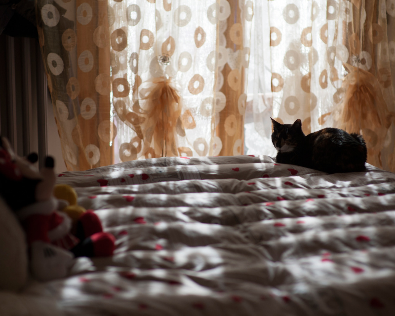 Уютная комната с котиком