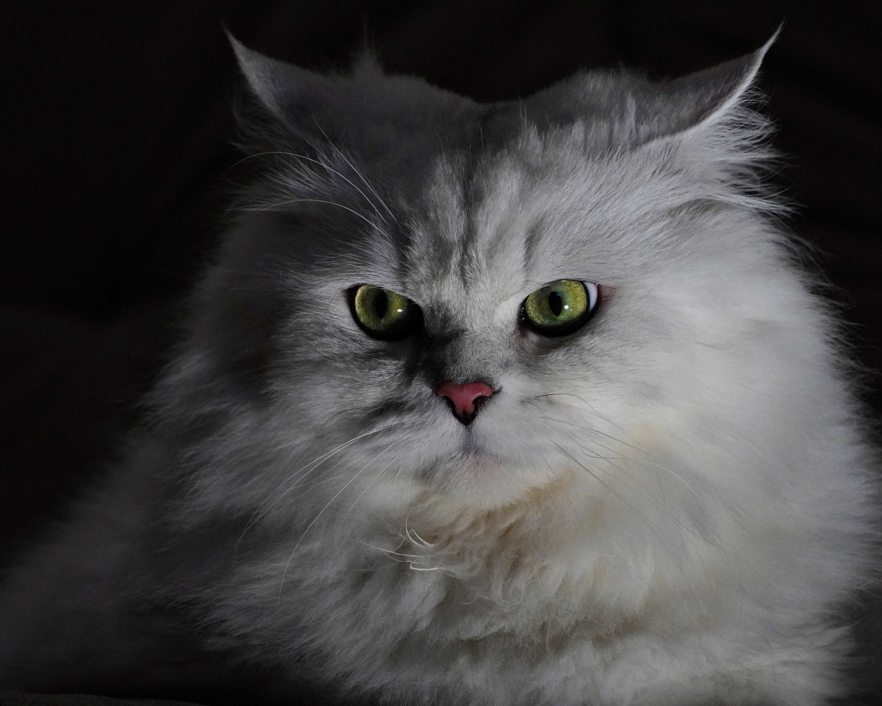 Взгляни на мир глазами пушистого. Сибирская кошка фото. Белая пушистая кошка. Серо белый пушистый кот. Лесной кот.