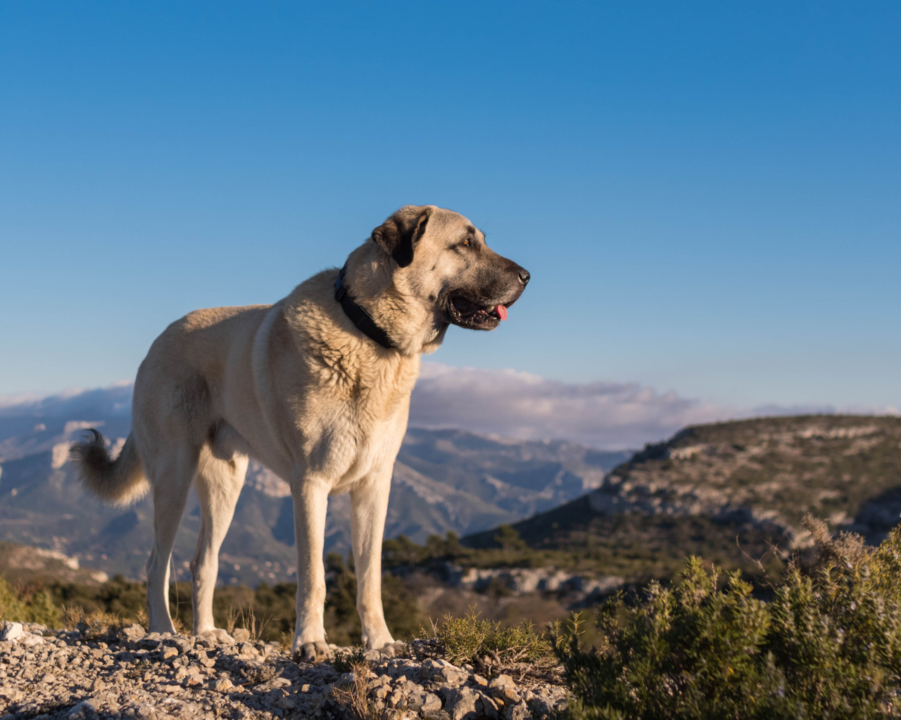 Порода собак кангал фото цена Скачать обои dog, turkey, shepherd, kangal, раздел собаки в разрешении 1280x1024