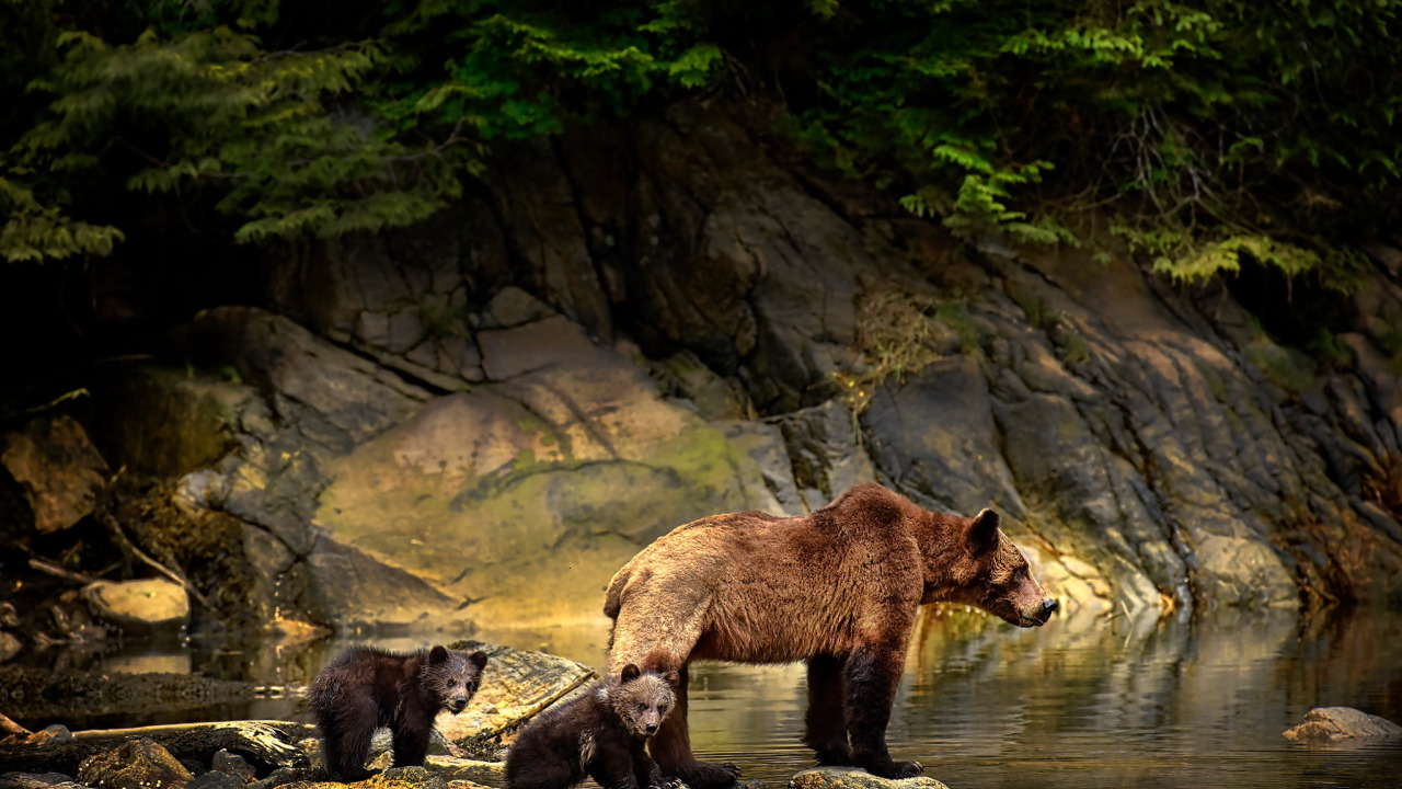 Brown bear in a tree Brown bear, Bear, Bear pictures