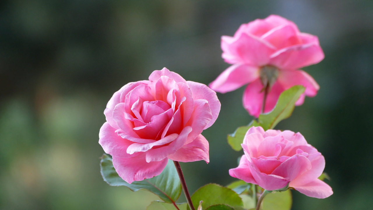 фон, розы, трио