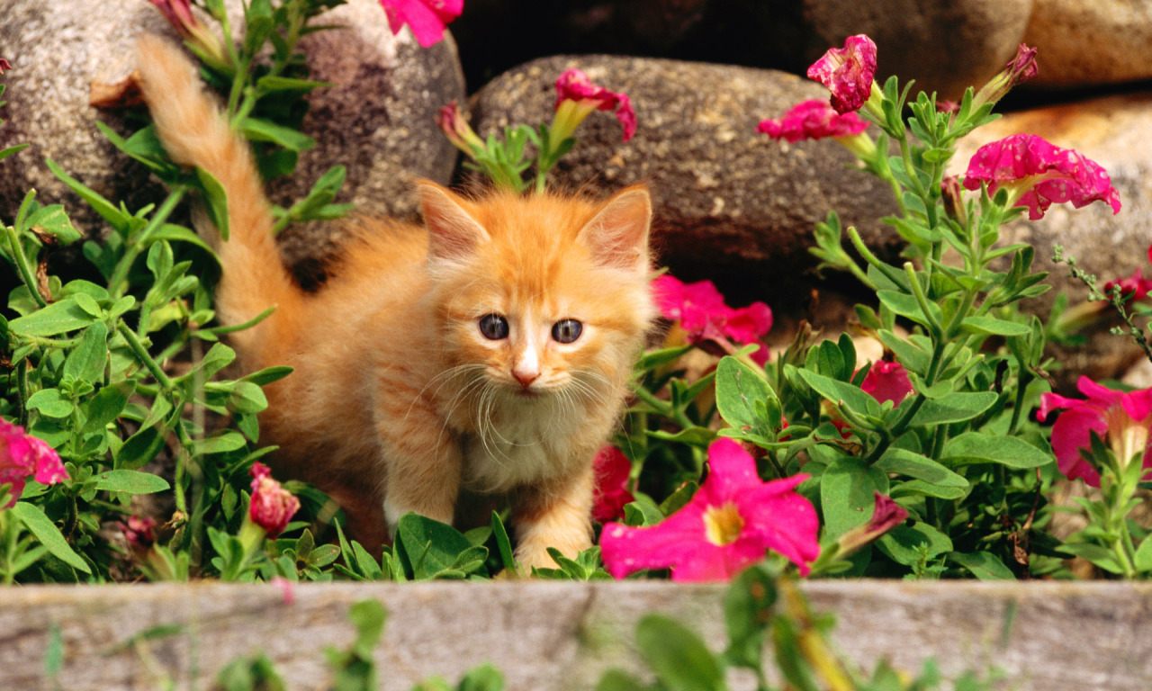 Ти киска. Кошка с цветами. Котенок с цветочком. Рыжий котёнок. Рыжий кот в цветах.
