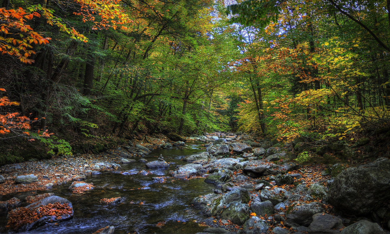 осень, лес, деревья, река, камни