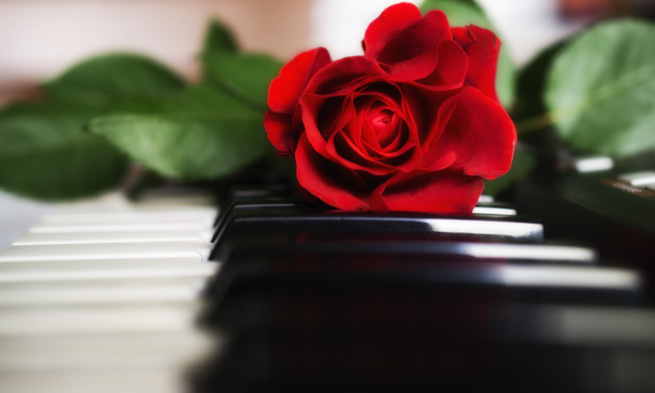 красный, розы, клавиши, пианино