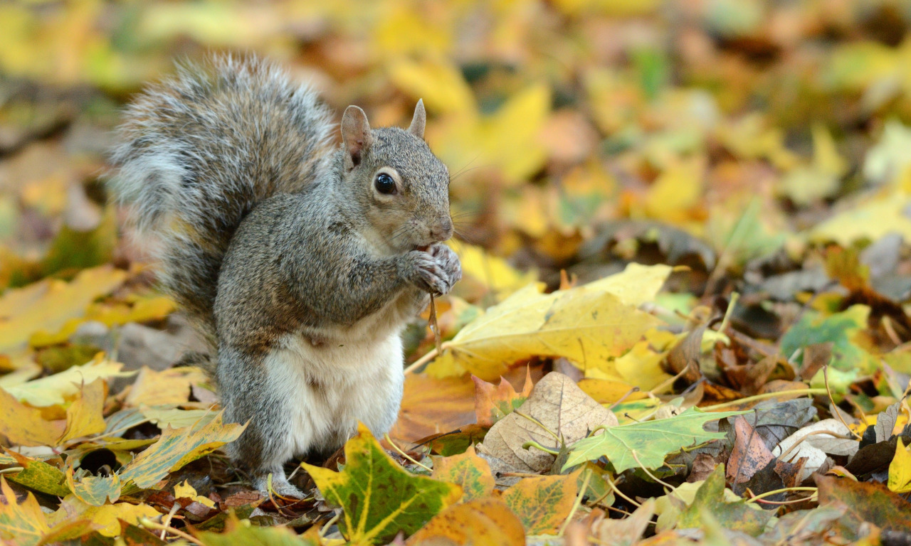 листья, белка, грызун, gray squirrel