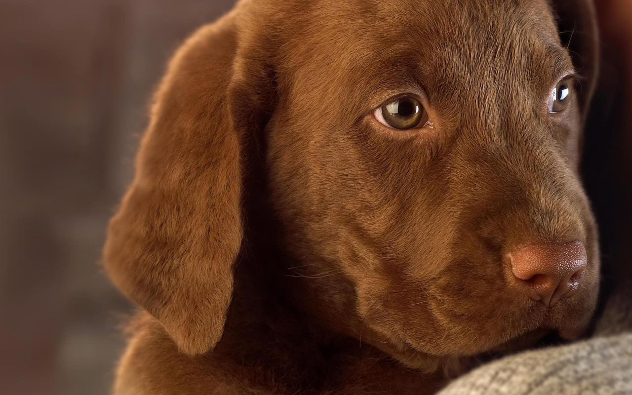 Порода собак в рекламе. Лабрадор ретривер шоколадный. Лабрадор ретривер коричневый. Алисия Браун порода собак. Золотистый ретривер шоколадного окраса.