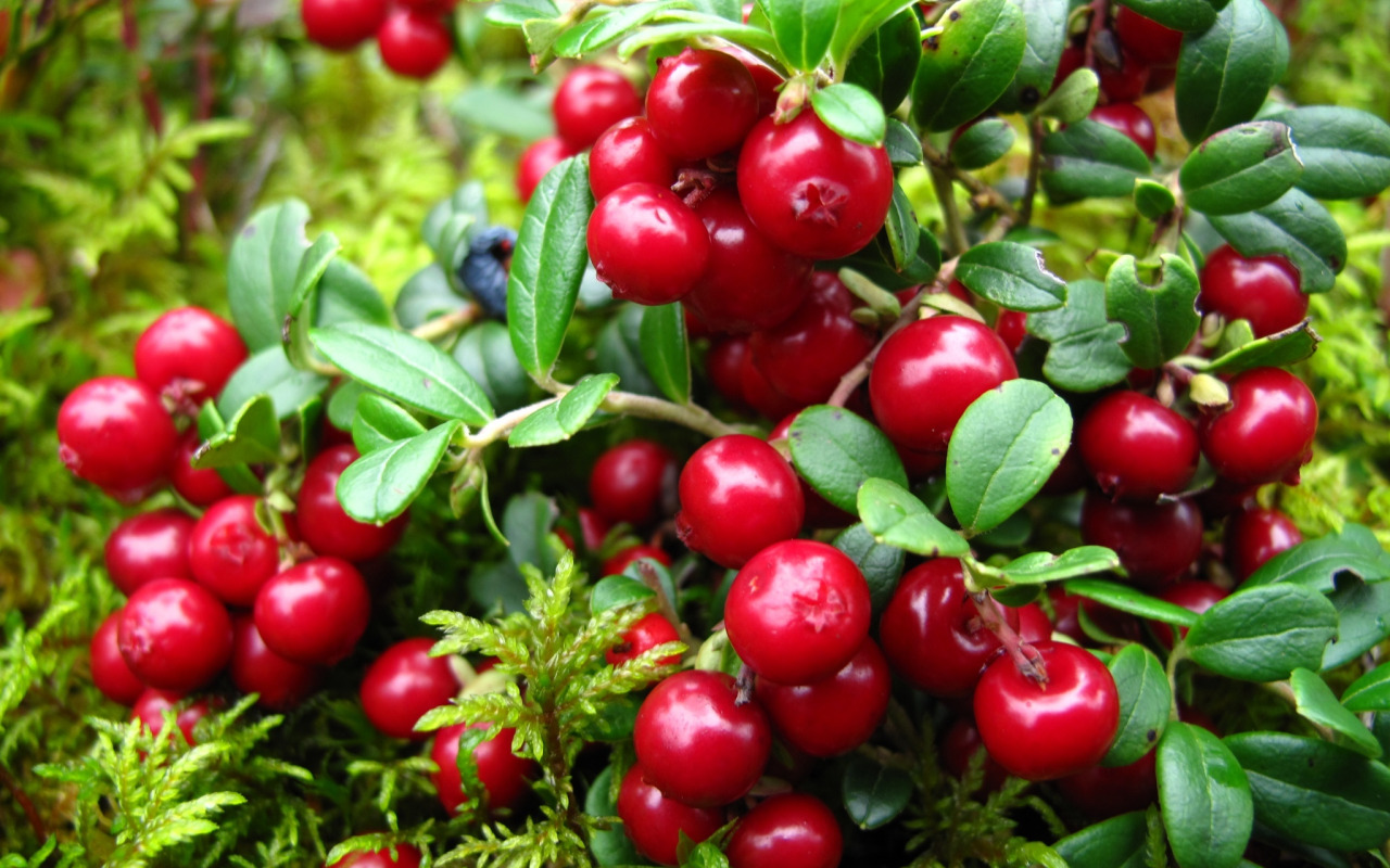 Брусника (Vaccinium Vitis-idaea). Лесные ягоды брусника. Клюква кустарничек. Ягоды Карелии брусника клюква.