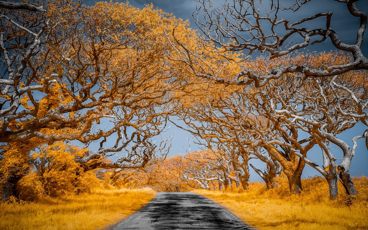 дорога, деревья, природа, цвет