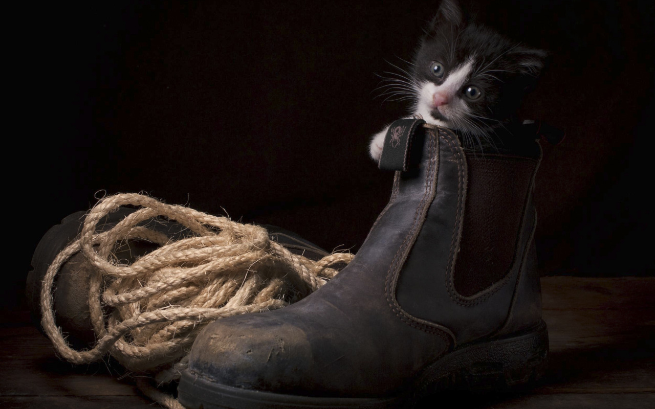 Ботинки для кошек