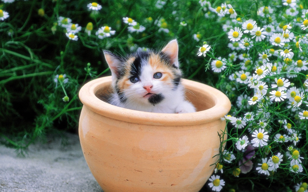 Ромашковая кошка. Котик в цветах. Котенок в горшке. Коты в цветочных горшках. Милые котики в цветах.